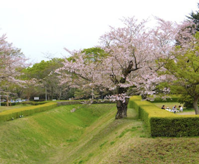Sakura joshi park
